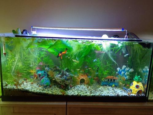 Aquarium vissen / visjes & planten, Dieren en Toebehoren, Vissen | Aquaria en Toebehoren, Plant(en), Steen of Hout, Ophalen
