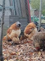 Brahma, Dieren en Toebehoren, Pluimvee, Mannelijk, Kip