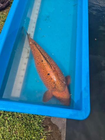 Japanse Koi Chagoi 65 a 70cm beschikbaar voor biedingen
