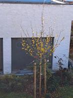 Veldesdoorn of Spaanse aak (Acer campestre) maat 12/14, Tuin en Terras, Ophalen, Lente, Halfschaduw
