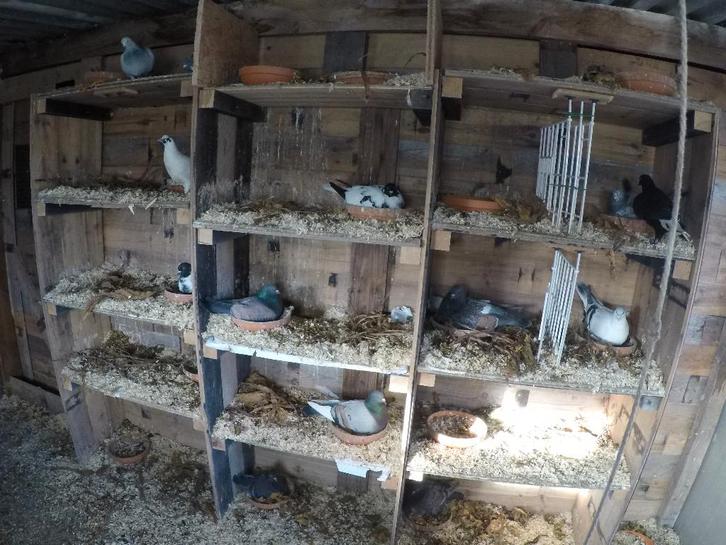 Duiven, Dieren en Toebehoren, Vogels | Duiven, Overige soorten, Meerdere dieren