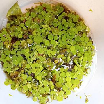 Salvinia natans