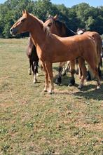 Prachtige hengst, Dieren en Toebehoren, Paarden, Hengst