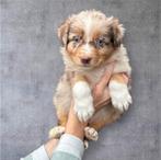 Australische herder pups (aussie pups), Dieren en Toebehoren, Honden | Herdershonden en Veedrijvers, België, CDV (hondenziekte)