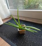 Plante Aloé Vera 2€, Huis en Inrichting, Kamerplanten, Ophalen, In pot