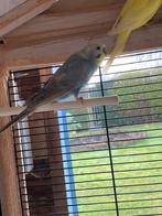 2 kleurgrasparkiet mannen, Dieren en Toebehoren, Mannelijk, Parkiet