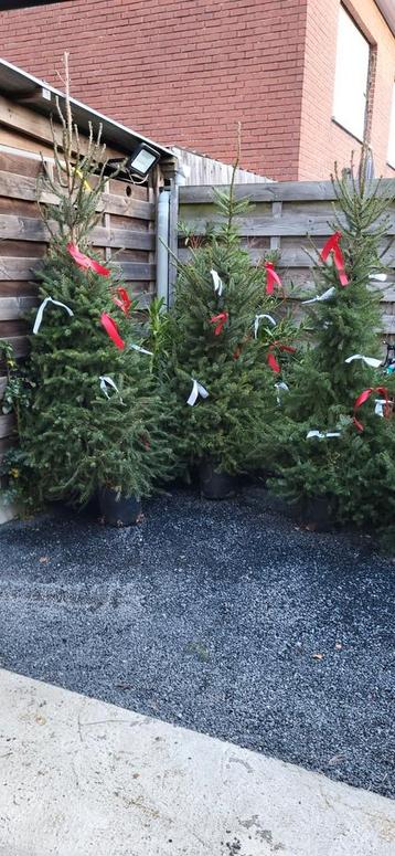 Kerstbomen met kluit te koop beschikbaar voor biedingen