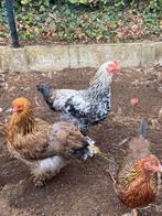 Jonge haan zoekt nieuwe thuis, Dieren en Toebehoren, Mannelijk, Kip