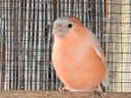 Bruinpastel goudvinkman 2024, Dieren en Toebehoren, Vogels | Overige Vogels, Mannelijk, Wildzangvogel, Geringd