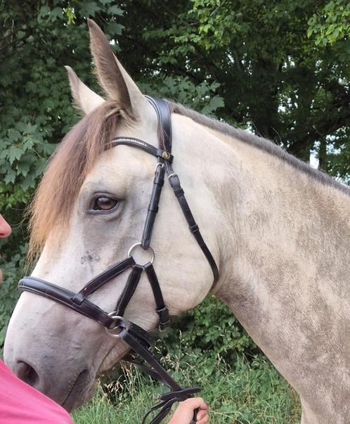 Sidepull BR, Dieren en Toebehoren, Paarden en Pony's | Hoofdstellen en Tuigage, Gebruikt, Overige soorten, Ophalen of Verzenden
