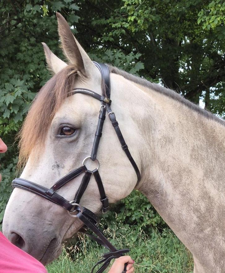 Sidepull BR, Dieren en Toebehoren, Paarden en Pony's | Hoofdstellen en Tuigage, Gebruikt, Overige soorten, Ophalen of Verzenden