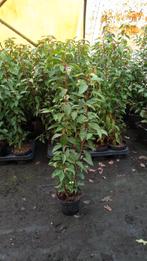 Prunus lusitanica - Portugese laurier 60-80 cm, Jardin & Terrasse, Plantes | Arbustes & Haies, Laurier, Enlèvement ou Envoi, Haie