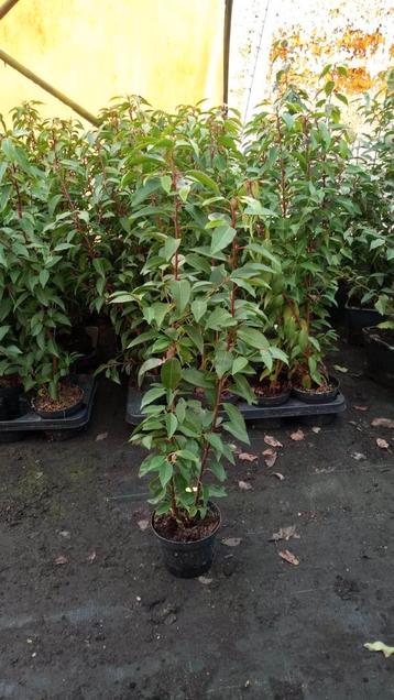 Prunus lusitanica - Portugese laurier 60-80 cm