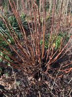 Hortensia, Tuin en Terras, Planten | Tuinplanten, Ophalen