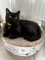 Brits korthaar met stamboom, Chatte ou Chat, Vermifugé, 0 à 2 ans