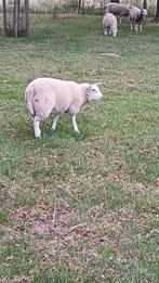 Texel swifter schapen/ lammen, Dieren en Toebehoren, Schapen, Geiten en Varkens, Meerdere dieren, Schaap, 0 tot 2 jaar