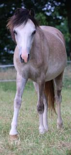 Pony merrie (welch), Dieren en Toebehoren, Pony's, Merrie, M