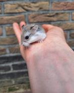 Jonge roborovski dwerghamsters beschikbaar, Animaux & Accessoires, Rongeurs, Mâle, Hamster