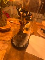 Opgezette vlinders, Ophalen, Nieuw