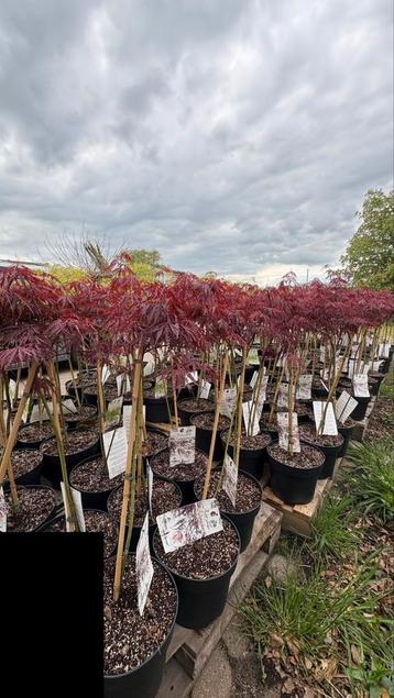 Acers op stammetje gekweekt , verschillende  beschikbaar voor biedingen