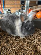 Lapin nain mâle à donner, Mâle, Nain