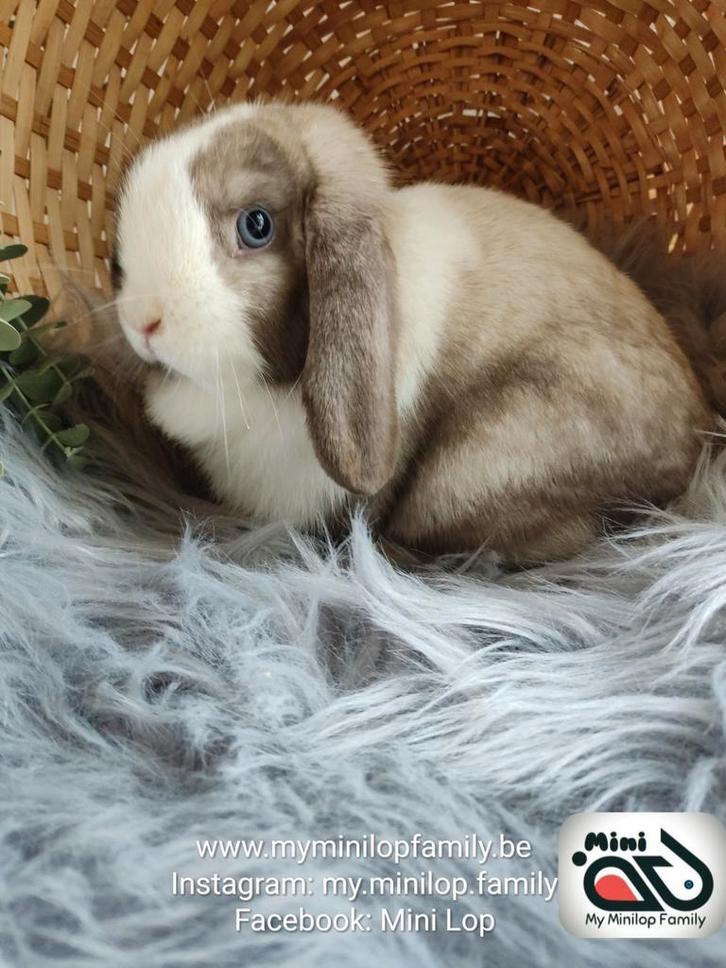 Raszuiver minilop konijn voedster (transport mogelijk), Dieren en Toebehoren, Konijnen, Dwerg, Vrouwelijk, 0 tot 2 jaar, Hangoor