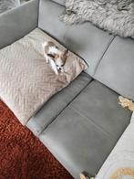 Prachtig klein en fijn chihuahua pupy reutje 0470497649, Dieren en Toebehoren, België, Particulier, Reu, 8 tot 15 weken
