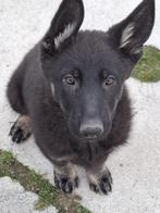 Duitse Herder pup, Dieren en Toebehoren, Honden | Herdershonden en Veedrijvers, België, 8 tot 15 weken, Teef, Eén hond