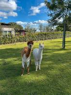 Alpaca witte hengst, Dieren en Toebehoren, Overige Dieren