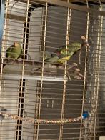 2 mooie bergparkieten, Dieren en Toebehoren, Vogels | Parkieten en Papegaaien