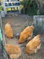 Orpington buff haan 2025, Dieren en Toebehoren, Pluimvee