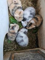 Dwergkonijnen, Dieren en Toebehoren, Konijnen
