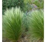 4 x stipa tenuisima ponytails in pot, Ophalen, Vaste plant
