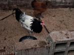 lakenvelder haan, Dieren en Toebehoren, Pluimvee, Mannelijk, Kip