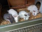 Dwergkonijnen, Dieren en Toebehoren, Meerdere dieren, Dwerg