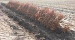 Beuk beukenhaag bladhoudend fagus, Tuin en Terras, Ophalen of Verzenden, Beukenhaag