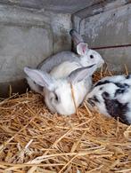 Jonge konijnen, Dieren en Toebehoren, Konijnen, Groot