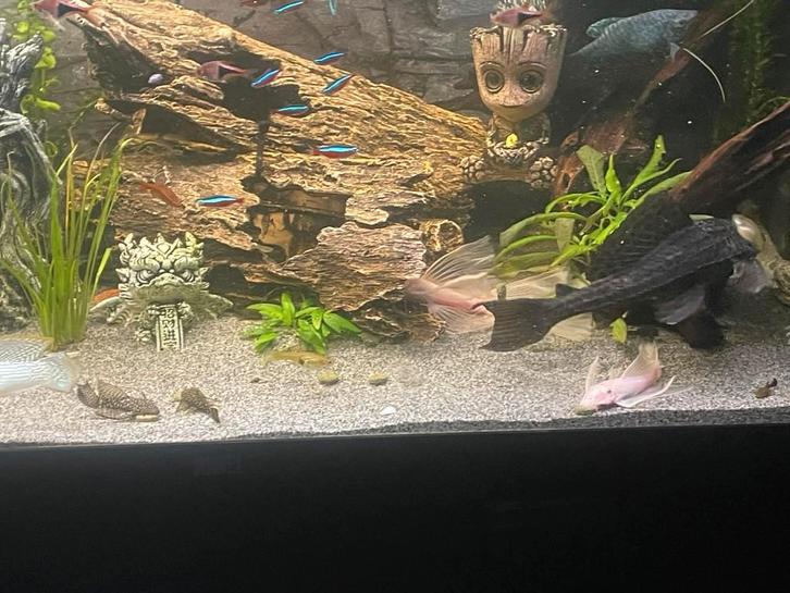 verschillende bruine bodemvegers, Dieren en Toebehoren, Vissen | Aquariumvissen, Zoetwatervis, Vis