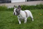 Franse bulldog pups 🌸🐾 💝, CDV (hondenziekte), Meerdere, Bulldog, 8 tot 15 weken