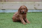 Beaux chiots cockapoo (Cocker anglais x Dwarf Poodle), Autres races, Plusieurs, Parvovirose, Belgique