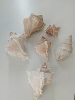Mooie schelpen, Collections, Minéraux & Fossiles, Enlèvement, Coquillage(s)