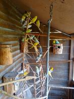 Verschillende kleuren jonge kweekrijpe grasparkietjes, Meerdere dieren, Parkiet, Geringd