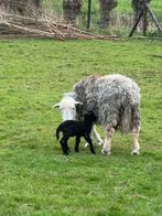 Te Koop: Prachtige Herdwick Ram, Geboren April 2024, Mouton, Mâle, 0 à 2 ans