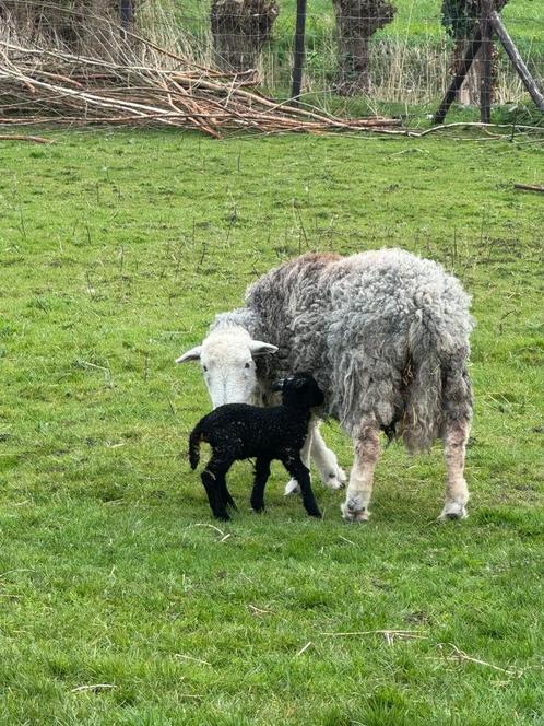 Te Koop: Prachtige Herdwick Ram, Geboren April 2024, Dieren en Toebehoren, Schapen, Geiten en Varkens, Schaap, Mannelijk, 0 tot 2 jaar