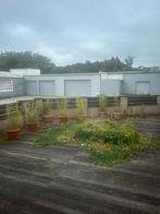 Planten, Immo