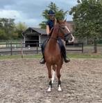 3 jarige merrie Kozinsky x samba hit, Dieren en Toebehoren, Merrie, Gechipt, Dressuurpaard, Zadelmak