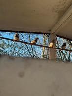 Een paar koppels zebravinken hebben al nestjes gehad