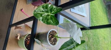 Alocasia frydek variegata plantjes, Huis en Inrichting, Kamerplanten, Ophalen, Overige soorten
