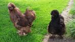 Broedeieren  usa zijdekippen, Dieren en Toebehoren