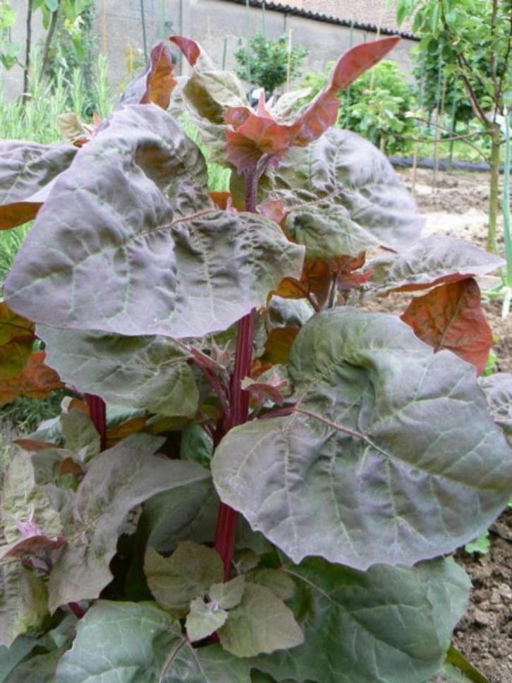 semences d'arroches rouges, Jardin & Terrasse, Bulbes & Semences, Graine, Printemps, Enlèvement ou Envoi